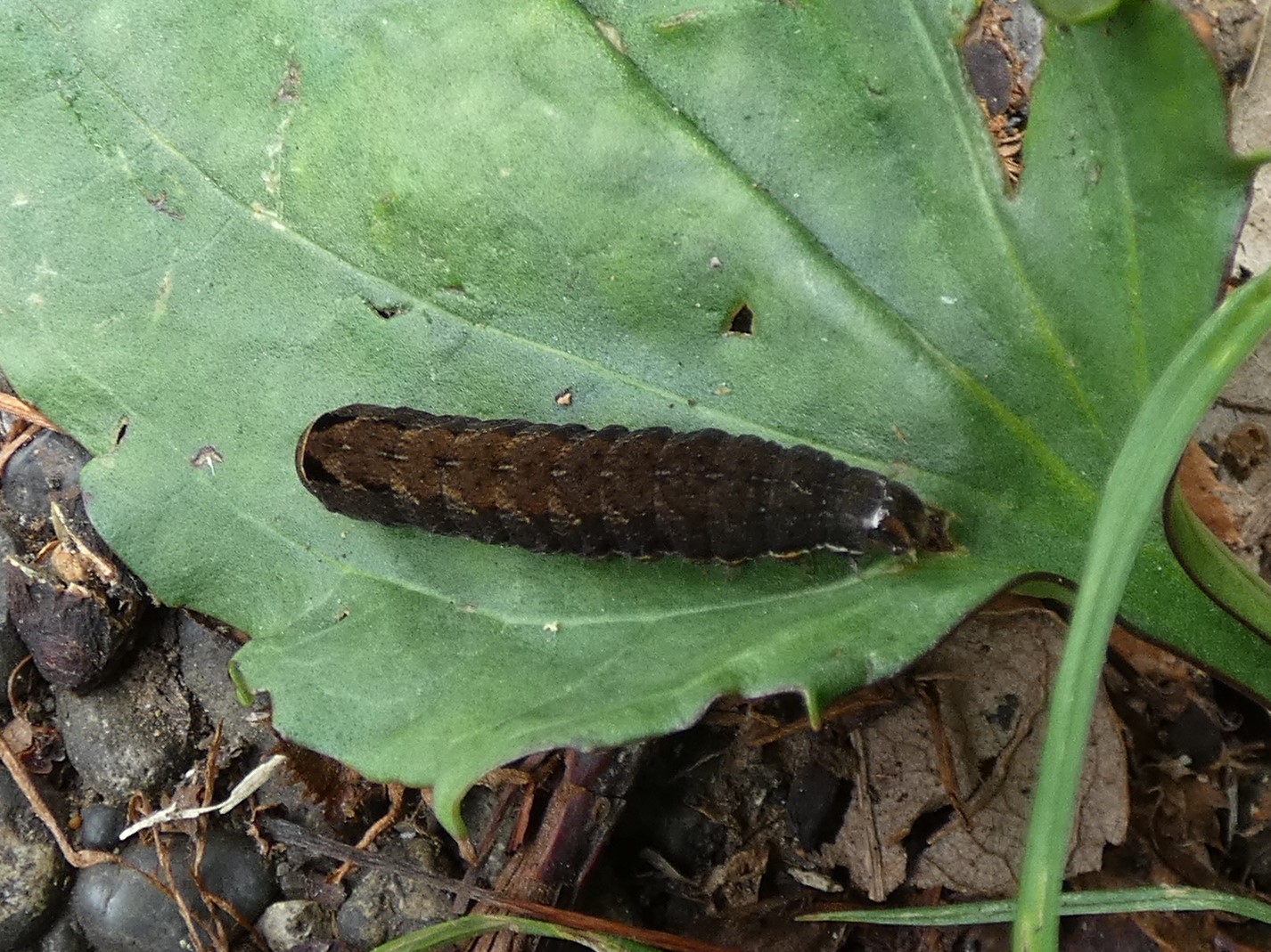 photo_1